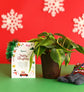 Philodendron brasil plant with Auric Budget Box