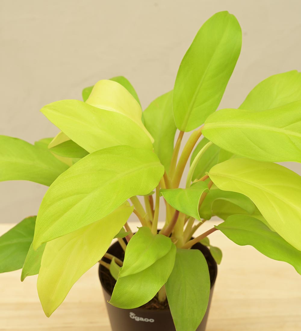 gold leaf philodendron Buy the top-rated Philodendron Ceylon Golden