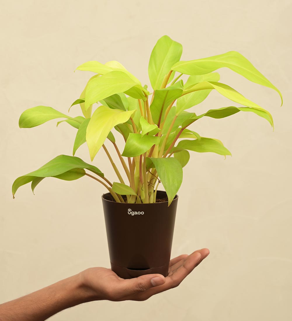 epsom salt philodendron Buy the top-rated Philodendron Ceylon Golden
