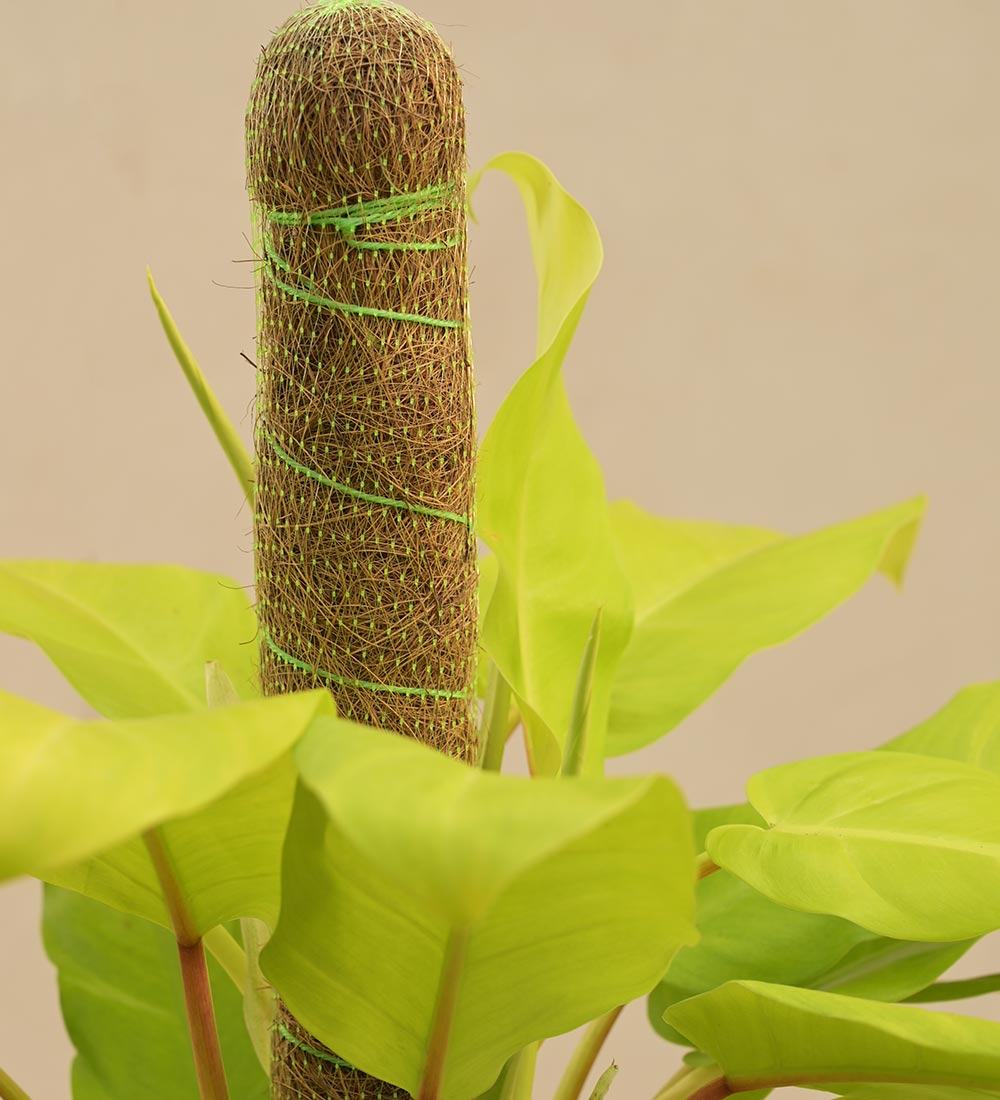 Philodendron Ceylon Golden Plant With Moss Stick