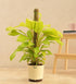 Philodendron Ceylon Golden Plant With Moss Stick
