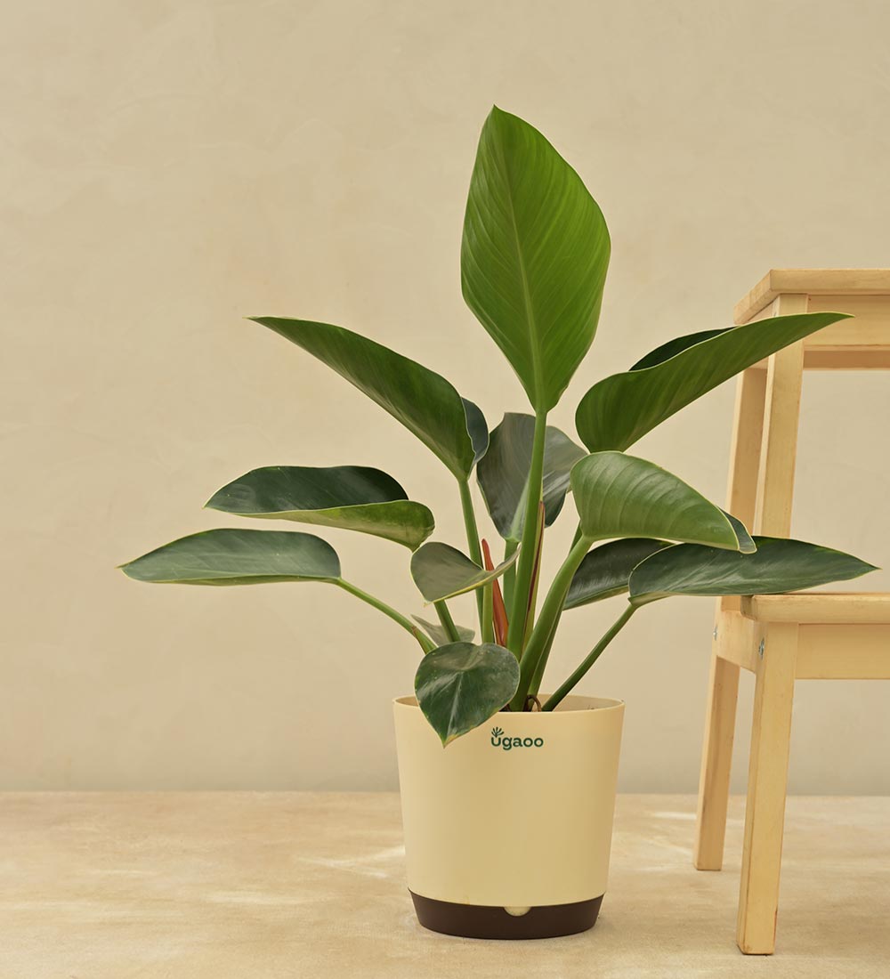 philodendron congo indoor care Buy Premium Philodendron Congo