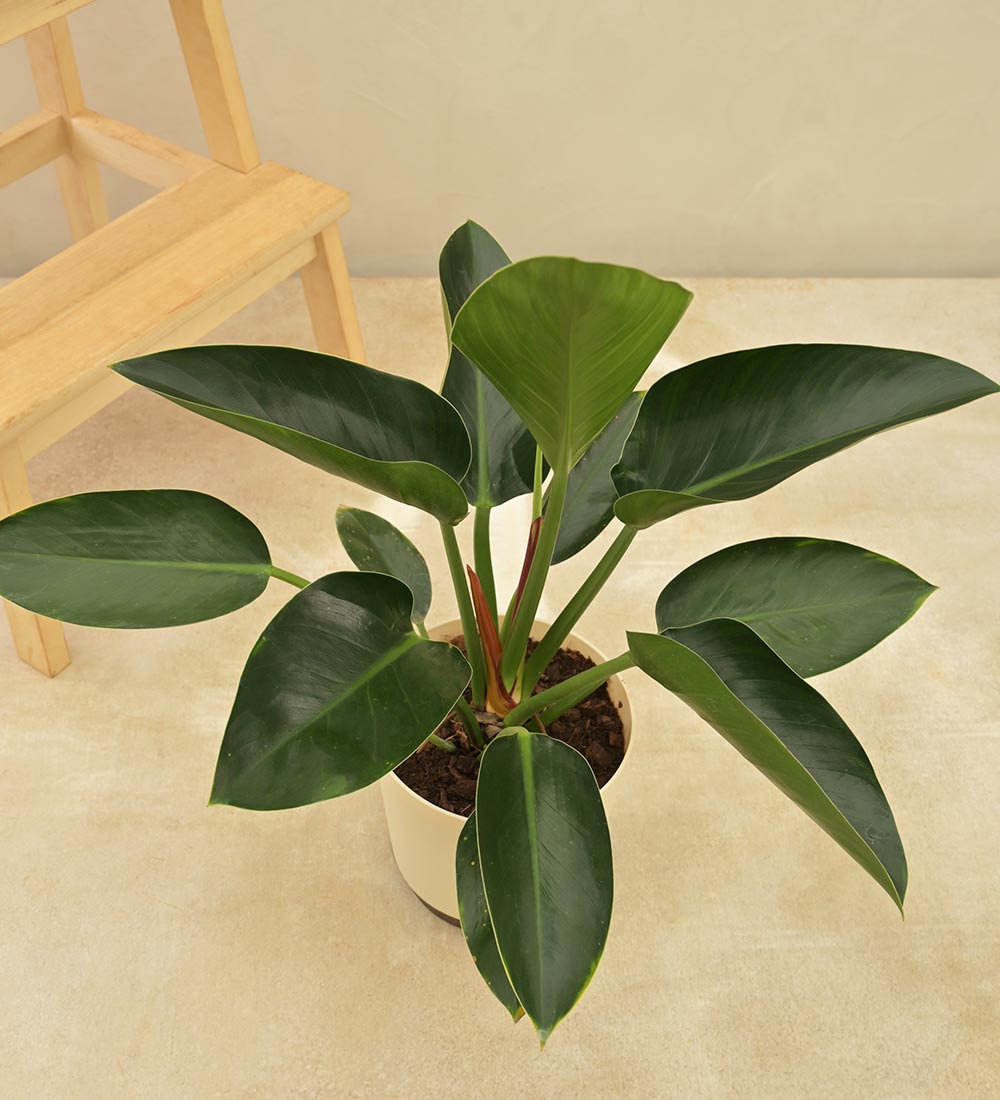 congo green philodendron care Buy Premium Philodendron Congo