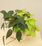 Philodendron Oxycardium Golden and Black Plant Bouquet