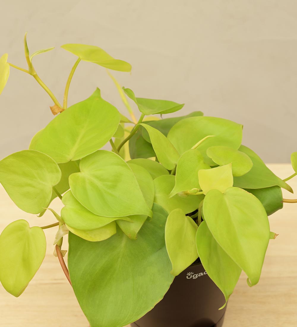 philodendron cordatum gold Philodendron Oxycardium Golden Plant Gift Hamper – Ugaoo