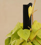 Philodendron Oxycardium Golden Plant with Moss Stick
