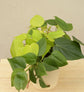 Philodendron Oxycardium Green and Golden Plant Bouquet