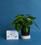 Philodendron with Plantable Stationary