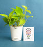 Plant Eco-Friendly Employee Kit
