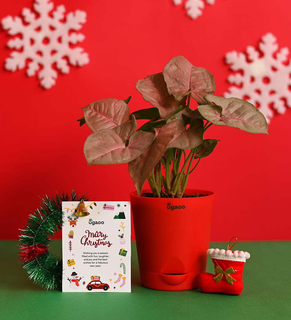 Plant with True Bar Chocolates and Choco-Coated Hazelnuts