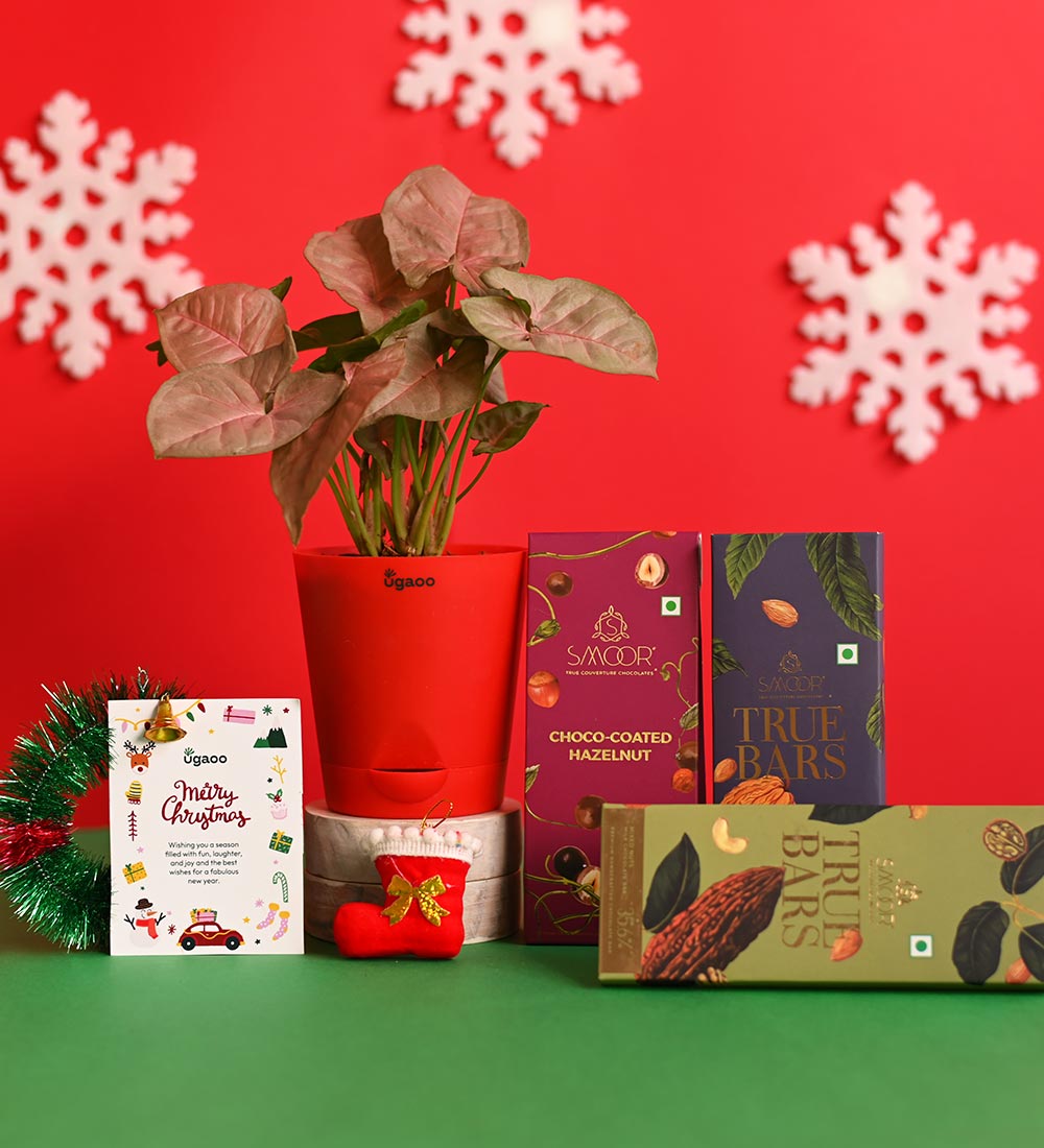 Plant with True Bar Chocolates and Choco-Coated Hazelnuts