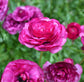 Ranunculus Pink Bulbs