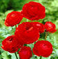 Ranunculus Red Bulbs