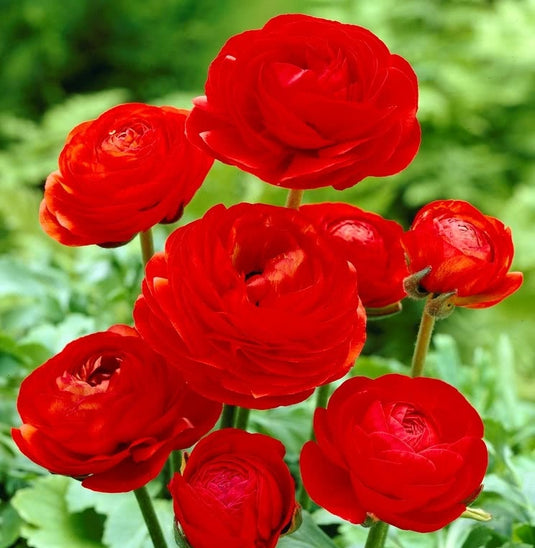 Ranunculus Red Bulbs – Ugaoo