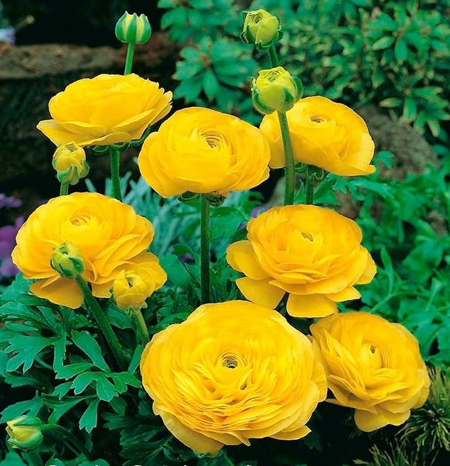 Ranunculus Yellow Bulbs – Ugaoo