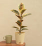 Rubber Plant Variegated