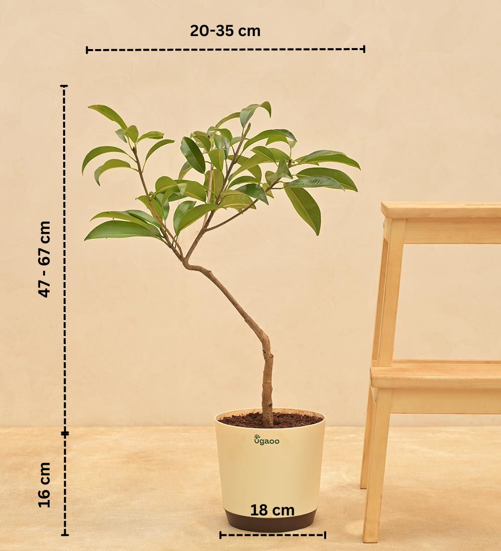 sapota plant in pot Buy Chiku Plant Online