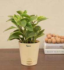 Peperomia Variegated Plant