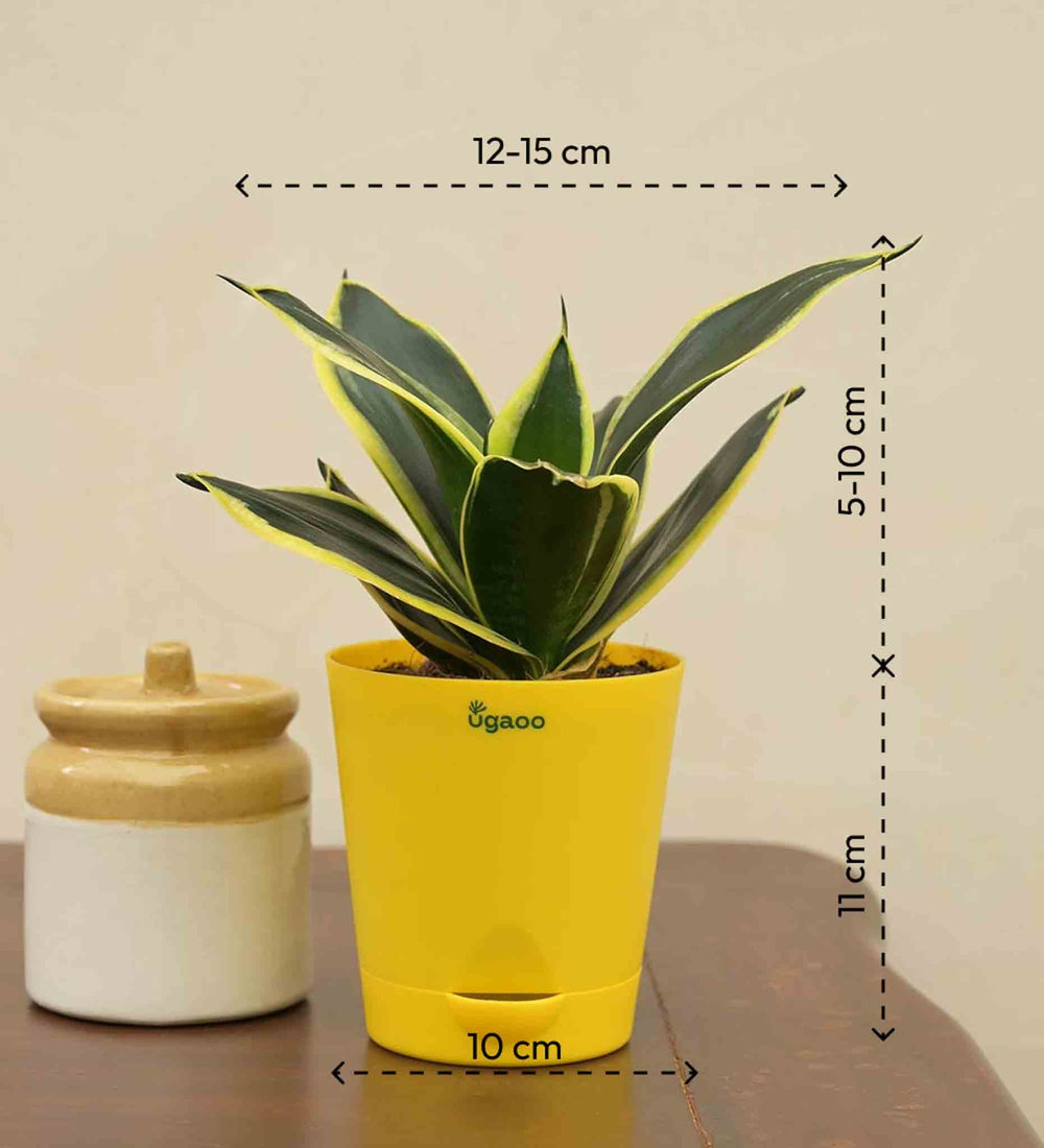 Snake Plant - Golden Hahnii