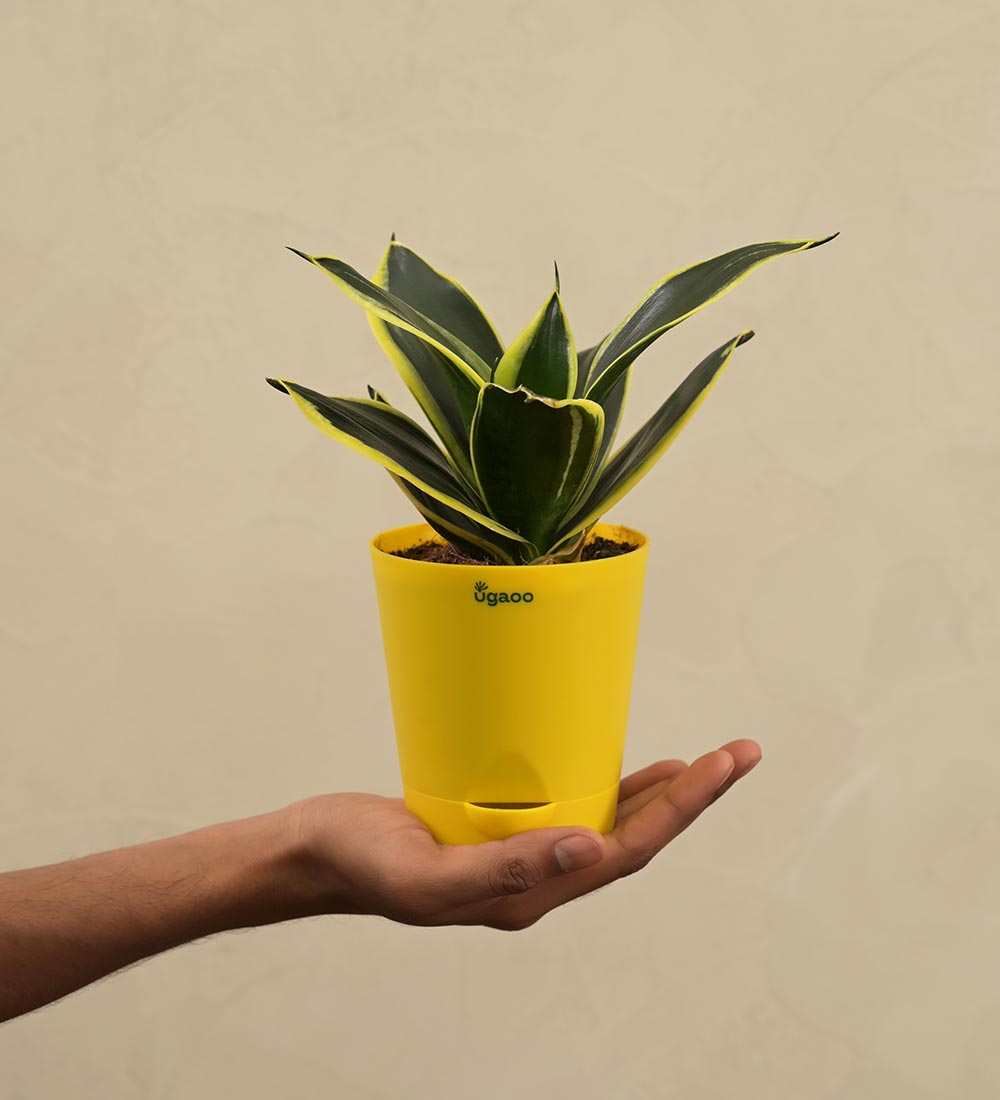 gifting a snake plant Snake Plant