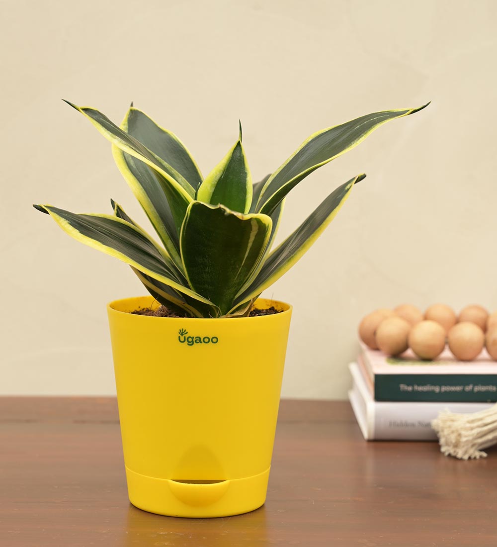 golden hahnii snake plant Snake Plant