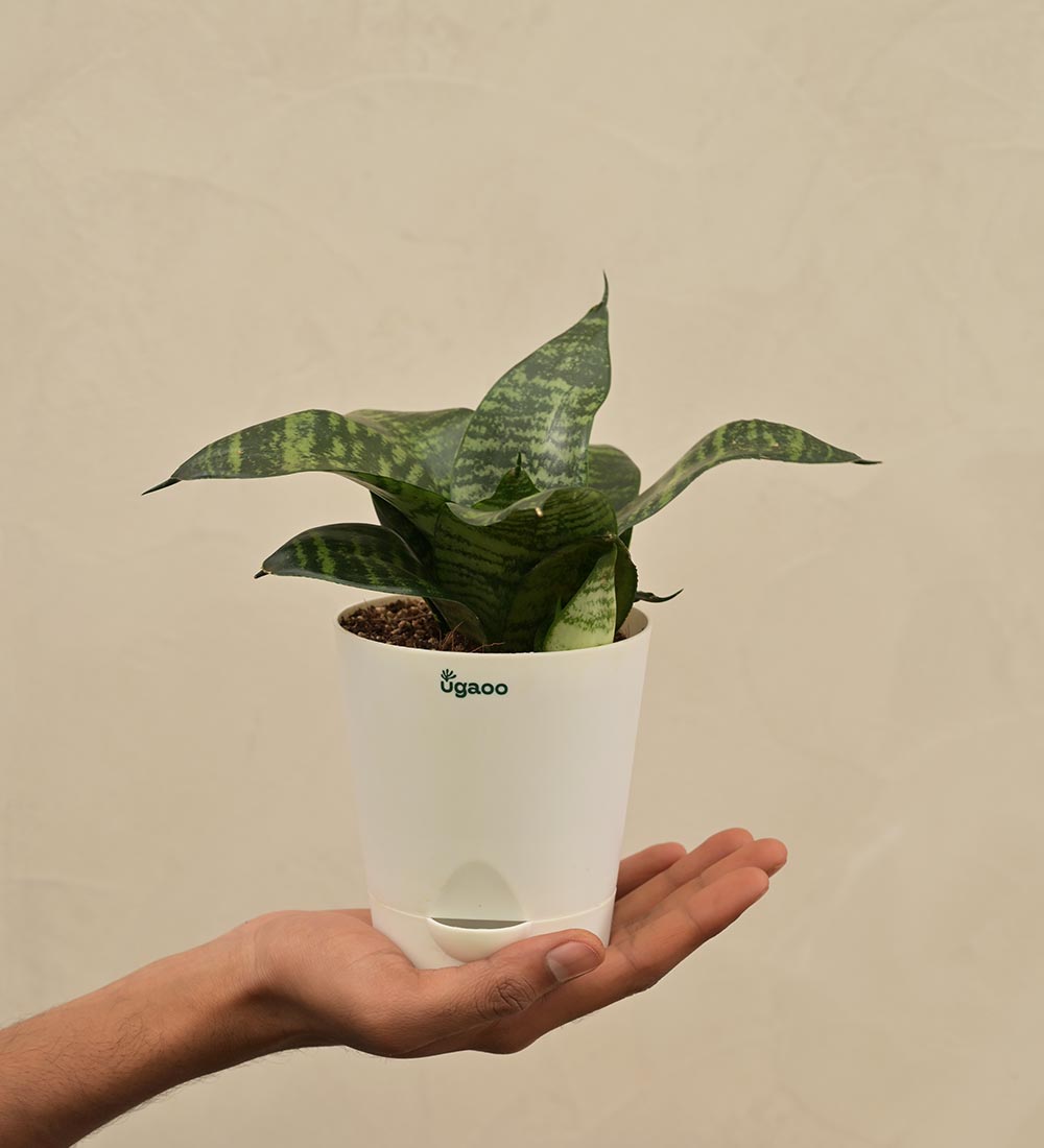 snake plant gift delivery Snake Plant