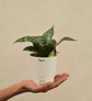 Snake Plant - Green Gift Hamper