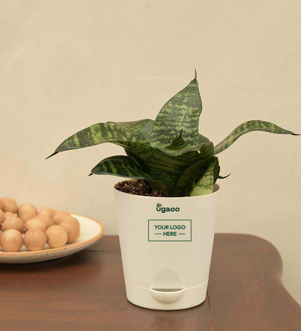 Snake Plant - Green Gift Hamper