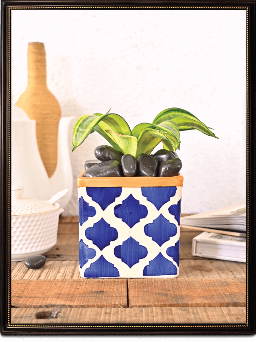 Square Rose Ceramic Pot (4.5 Inch Width)