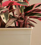 Stromanthe Triostar Plant - Set of 2
