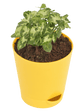 Syngonium Mini Plant