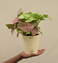 Syngonium Pink Neon and White Butterfly Plant Bouquet