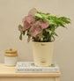 Syngonium Pink Neon and White Butterfly Plant Bouquet