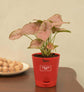 Syngonium Pink Plant Gift Hamper