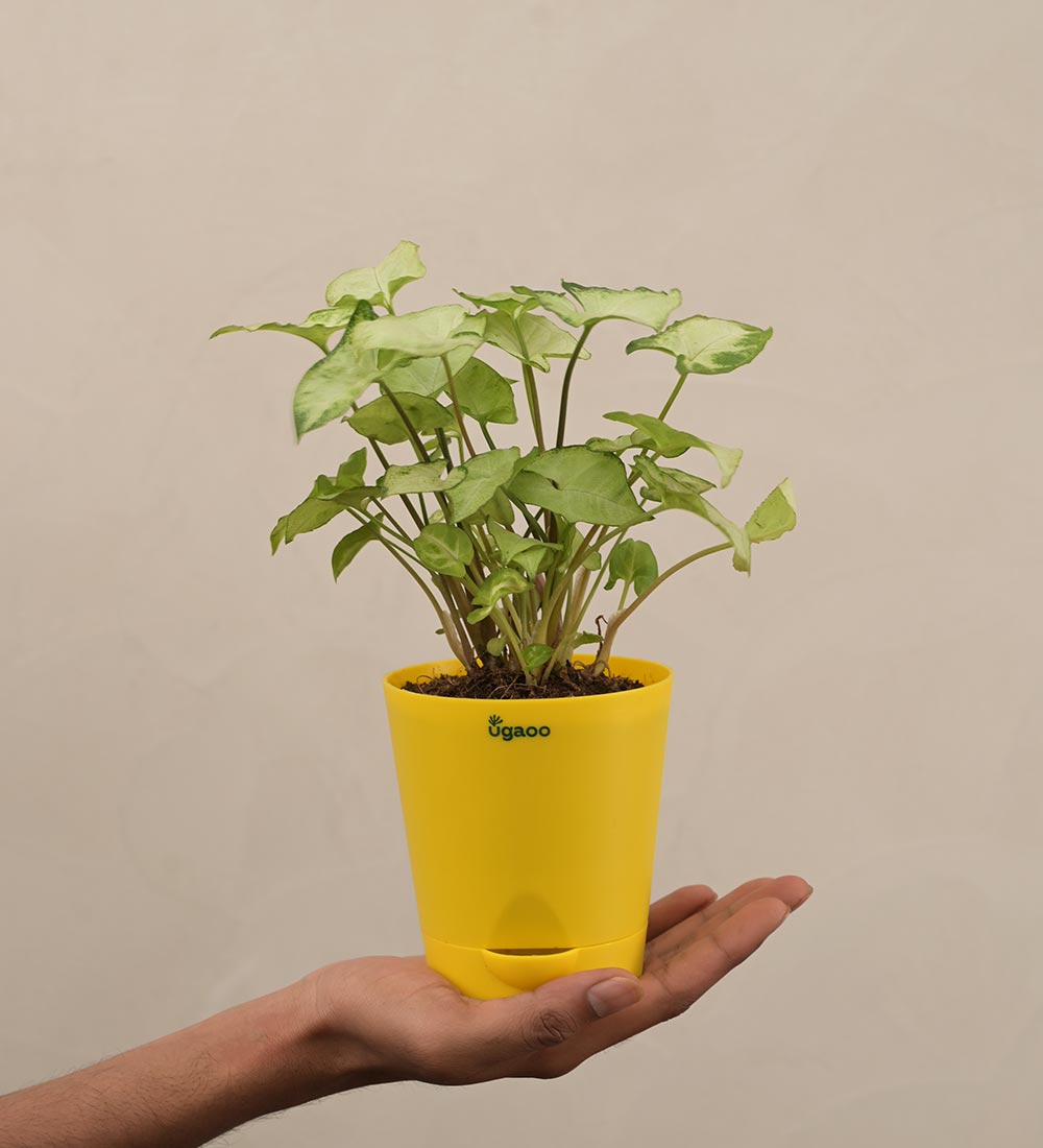 Syngonium Pixie Plant