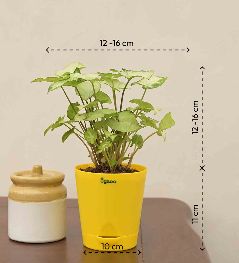 Syngonium Pixie Plant