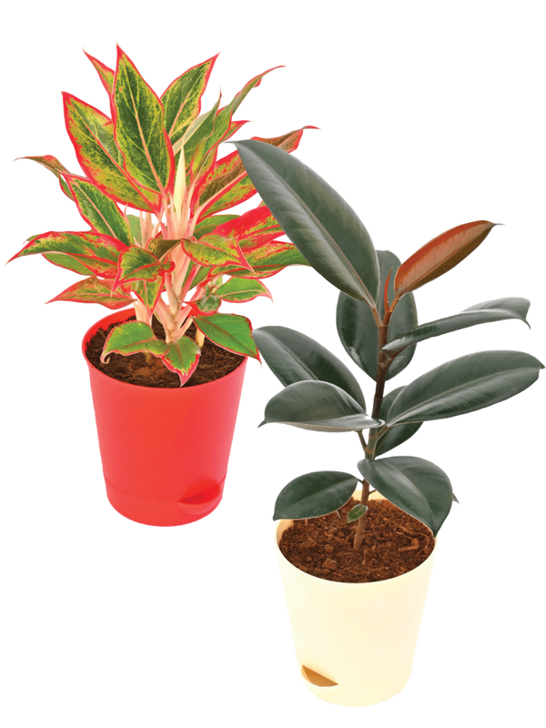 The Living Room Bundle