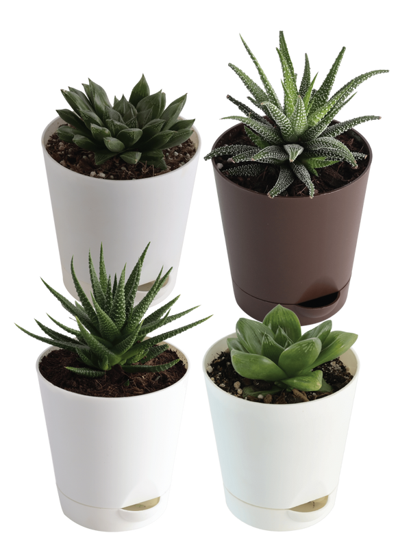 The Sun-loving Succulent Bundle
