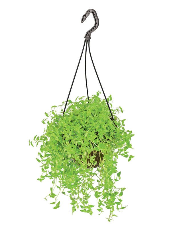 Turtle Vine