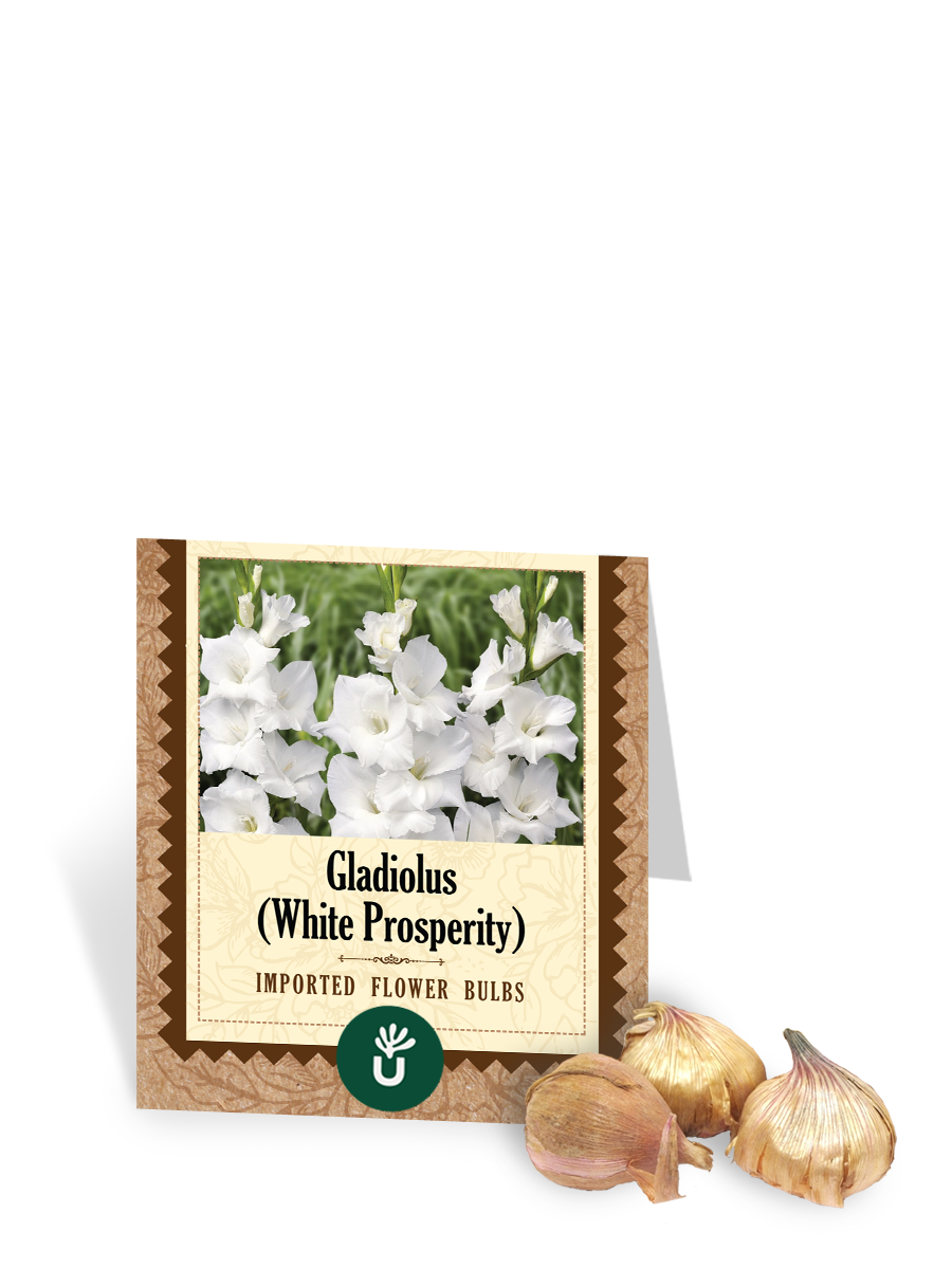 White Prosperity Gladiolus Bulbs
