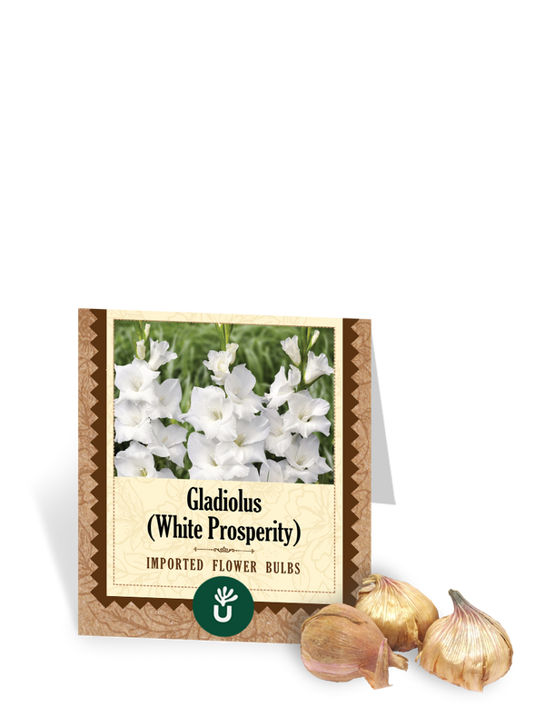 White Prosperity Gladiolus Bulbs